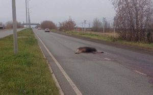 В Челнах легковушка насмерть сбила лося в промзоне