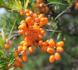 Облепиха — «энергетическая бомба»: защита от рака, диабета и болезней сердца