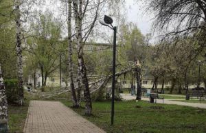 В Бугульме упавшее дерево стало причиной гибели мужчины