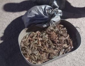 Браконьеры заплатят более 630 тысяч рублей за ловлю раков в Татарстане
