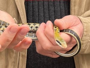 С начала сезона двое жителей Татарстана уже пострадали от укусов гадюк