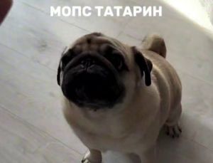 Мопс-татарин покорил соцсети знанием команд на татарском