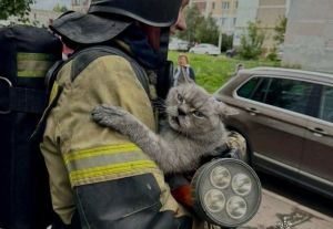 В Нижнекамске пожарные спасли кота из горящей квартиры