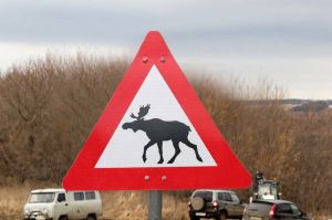 В Татарстане автомобиль вылетел в кювет после столкновения с лосем