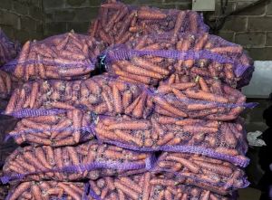 В Тукаевском районе собрали около 1000 тонн моркови