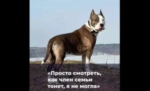 Героическая мама и спасённый пес: история на льду