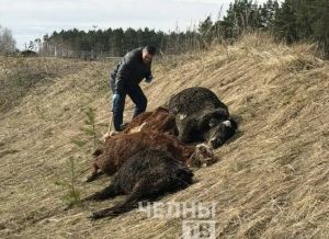 Под Челнами нашли мертвых телят, начата ветеринарная проверка