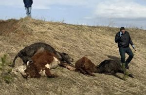 Под Челнами выясняют владельцев найденных мертвых телят