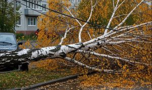 В Самаре дерево упало на детей: один ребенок погиб