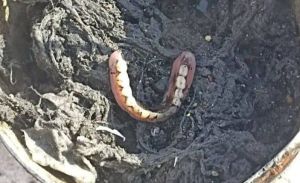 В канализации Челнов нашли челюсть и другие неожиданные предметы