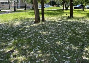 Тополиный пух атакует двор: жители 32 комплекса требуют обрезки деревьев