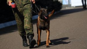В Татарстане служебная собака нашла наркотики в банках кофе