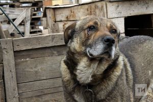 В Зюзино полиция расследует сообщения об отравлении собак догхантерами