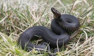 Вместо подснежников змеи: в Татарстане заметили змей
