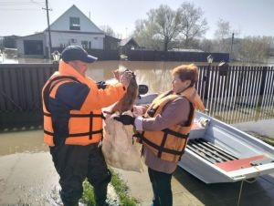 Татарстанские спасатели вытащили кота из затопленного дома в Оренбургской области