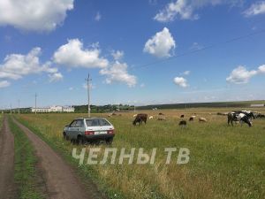 В Татарстане бруцеллез у скота стал хроническим, им могут заразиться и люди