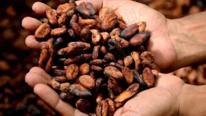 Стоимость какао-бобов на бирже подешевела на 26% за два дня