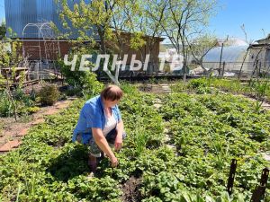 Садоводы Челнов рассказали о том, как холода повлияли на урожай