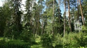 В Татарстане временно ограничили доступ на посещение лесов