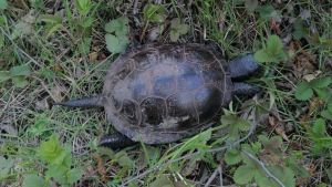 В Татарстане спасли найденную у дороги черепашку