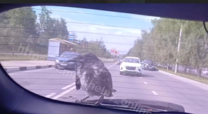 Жители Челнов заметили ворону, катающуюся на машине