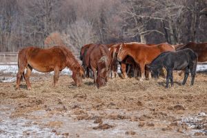 Россияне массово скупают конину к Новому году 2026