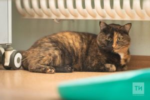 Жительница Казани потеряла 24 тысячи рублей при покупке породистого котёнка