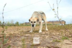 В Набережных Челнах провели рейды по выявлению безнадзорных собак