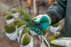 В Татарстане заготовили 12,1 тонны семян лесообразующих пород