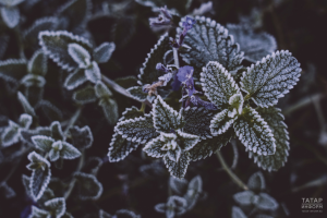 Минсельхоз Татарстана заявил, что заморозки не опасны для озимых