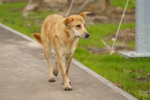 В Челнах чипируют домашних собак и бесплатно прививают от бешенства