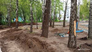 В Набережных Челнах жители обеспокоены травмами деревьев во дворах