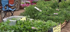 Резкое похолодание ударило по продажам рассады на стихийных рынках