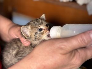 Жительница Челнов спасла котят с заброшенного участка и выкармливает их