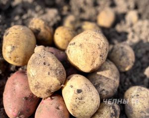 Дожди губят урожай: садоводы из Челнов жалуются на гниль, сырость и сорняки