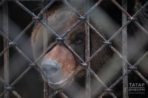 Пранк с медведем на съёмках Гульназ Асаевой обернулся травмой
