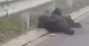 В Елабужском районе насмерть сбили медвежонка возле села Лекарево