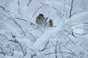 Прогноз погоды в Набережных Челнах на 11 января