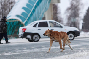 Жители Зеленодольского района снова пожаловались на стаи бездомных собак