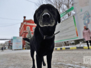 Ветеринары Татарстана предупредили об опасности пива для собак