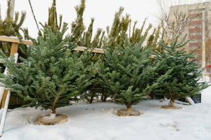 За выброшенную елку у контейнера россиянам грозит штраф