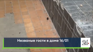 Мыши, тараканы и сырость: жители дома 16/01 в Челнах жалуются на условия