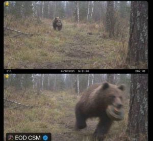 Фотоловушка засняла медведя, несущего в пасти противотанковую мину