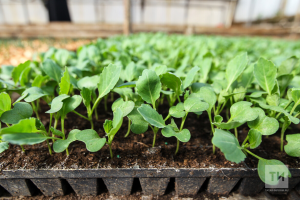 15 критических ошибок при выращивании рассады: советы экспертов Татарстана