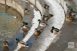 Прогноз погоды в Набережных Челнах на 24 марта