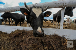 В Татарстане ввели запрет на ввоз парнокопытных животных