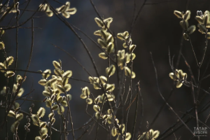 Прогноз погоды в Набережных Челнах на 31 марта