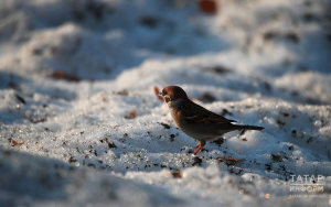 Прогноз погоды в Набережных Челнах на 2 апреля