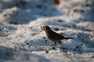 Прогноз погоды в Набережных Челнах на 12 апреля