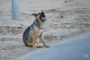 В РТ утвердили порядок экстренных мер по бездомным животным